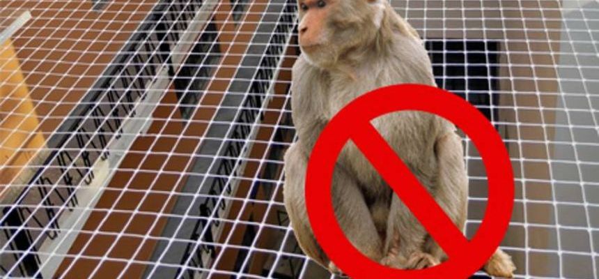 Call Abraham Safety Nets for Monkey Safety Nets in Hyderabad, Pets Safety Nets for Windows Near Me at Lowest Cost and Recent Price.