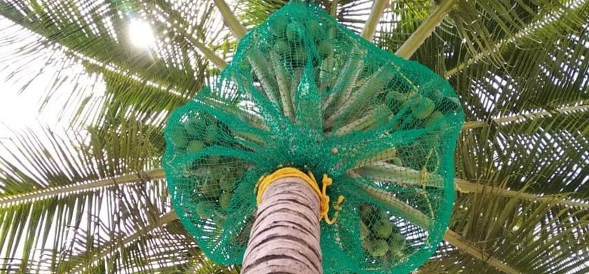 Coconut Tree Safety Nets in Hyderabad